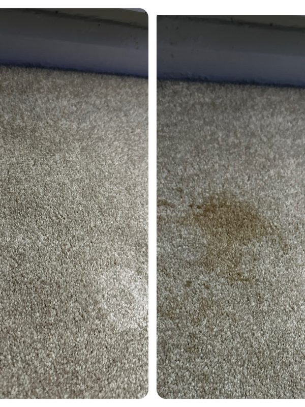 pet-safe carpet cleaning Milton Keynes removing pet odours